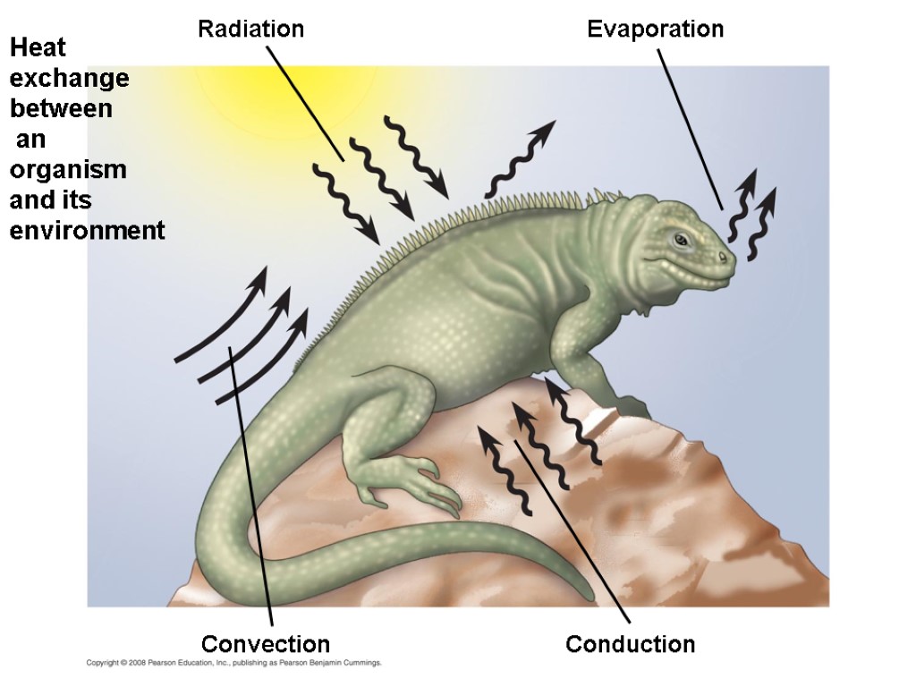 Heat exchange between an organism and its environment Radiation Evaporation Convection Conduction